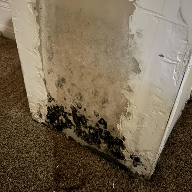 Professional Mold Removal in Bridgewater, NJ